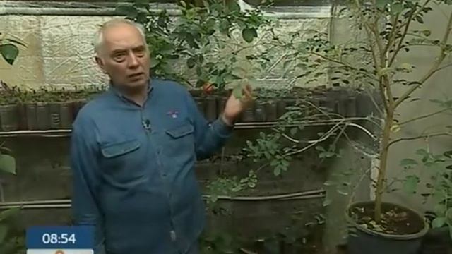 Мурайя - дерево японских императоров смотреть онлайн
