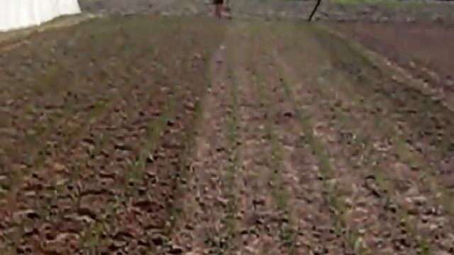 Ручной травопол