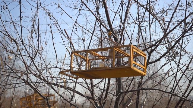 Ловля чижей на орнитологическую сеть смотреть онлайн