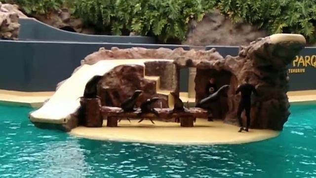 Шоу морских котиков смотреть онлайн