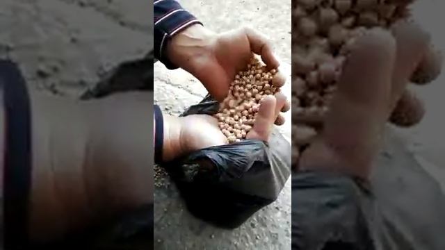 Нут сорт "Приво 1" смотреть онлайн