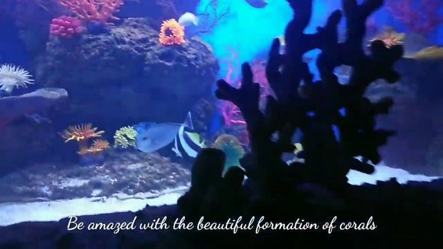 Cebu Ocean Park (Largest Oceanarium in the Philippines) - Travel Video смотреть онлайн