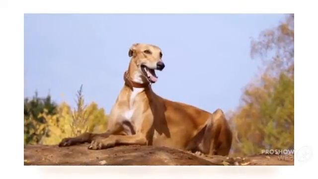 Грейхаунд порода собак смотреть онлайн