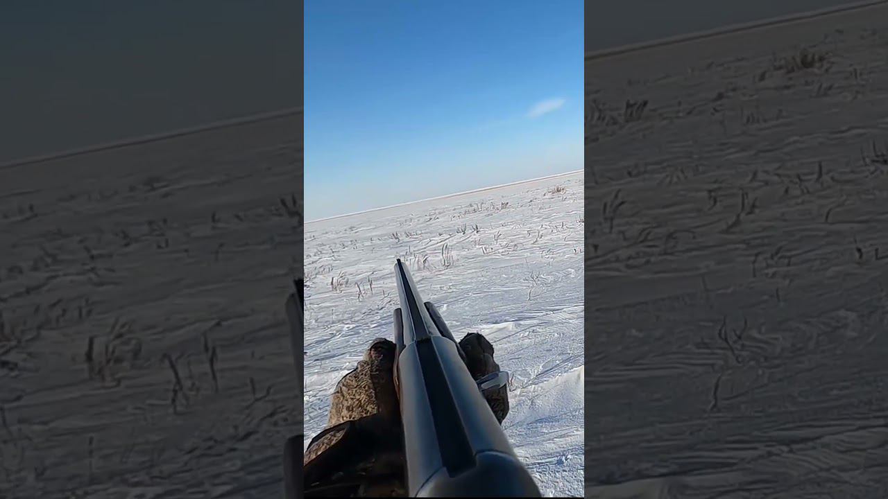 Дальний выстрел 50+м. Охота на зайца #охота #охотаназайца смотреть онлайн
