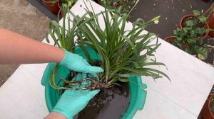 Белоцветник. Первоцветы в саду ???