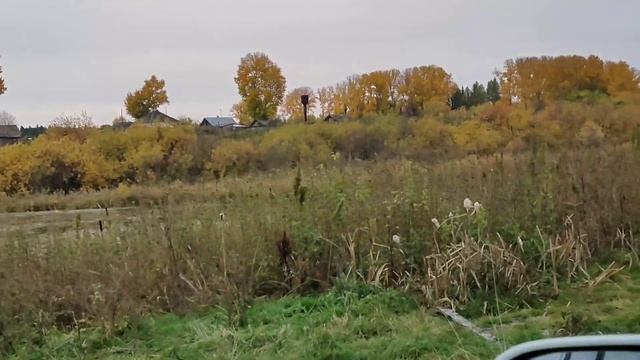 Кедровый орех. Село Базой (Томская область). Прогулка по лесу. смотреть онлайн