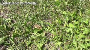 Среднеазиатская черепаха прогулка на природе