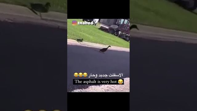 Похоже асфальт был очень горячим) #shorts #animals #funny #животные #смех #duck #утки смотреть онлайн