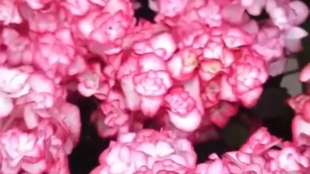 Гортензия Miss Saori смотреть онлайн