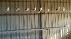 Голубевод Вывел свою породу голубей  - Батуринские Бокатые  - безчубые