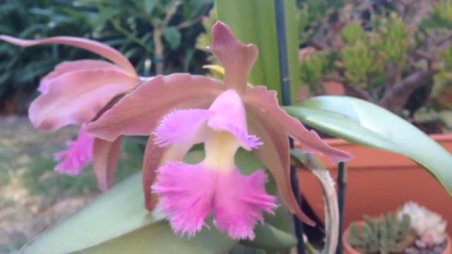 Rc Praetii in bloom смотреть онлайн