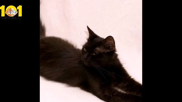 ЙОРКСКАЯ ШОКОЛАДНАЯ КОШКА смотреть онлайн