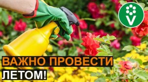 Главная ОБРАБОТКА РОЗ от болезней и вредителей!