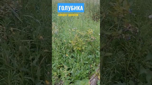 Выращиваю голубику. В хорошем месте голубика дала хороший урожай.