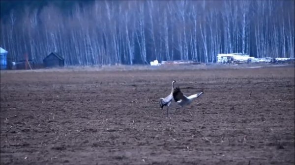 GREY CRANE #SUPER DANCE#DELIGHT#ТАНЕЦ ЖУРАВЛЕЙ