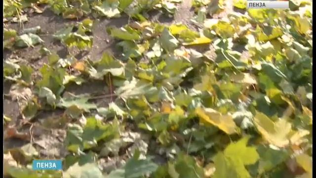 Пензу накрыл первый осенний листопад смотреть онлайн