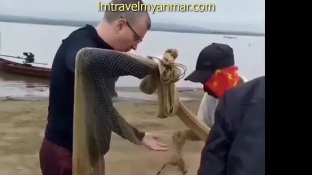 Irrawaddy dolphins - irrawaddy dolphin - video learning - wizscience.com смотреть онлайн