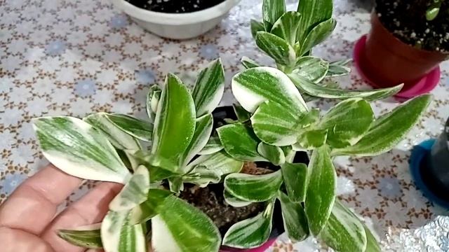 Экзотические деревья в домашней коллекции. смотреть онлайн