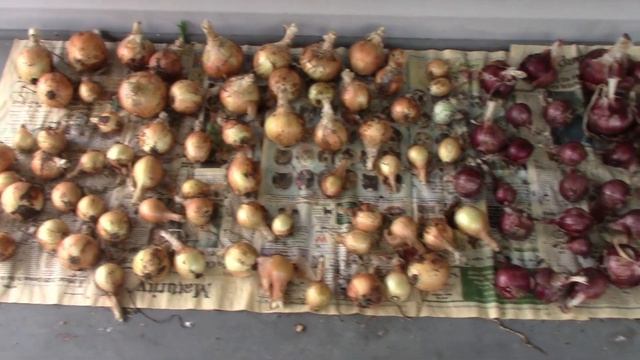 Midsummer Harvest From The Raised Bed Garden ! смотреть онлайн