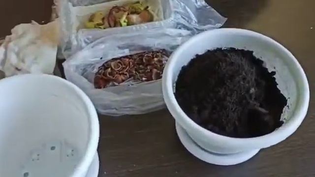 Как вырастить манго дома ? #манго #мангодома #фрукты #экзотическиефрукты смотреть онлайн