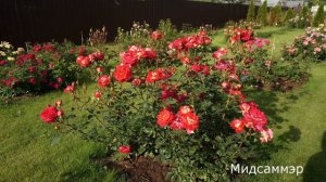Краткий обзор розы Мидсаммэр (Флорибунда) -Midsummer.(Tantau Германия, 2007)