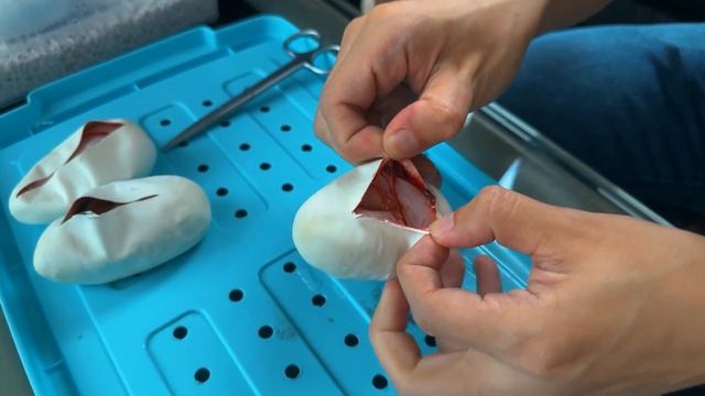 CUTTING TELUR ULAR BALLPYTHON | PROJECT BREEDING PERTAMA AKIRANIMALS смотреть онлайн