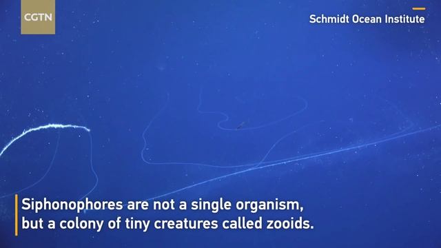 Stunning! 47m-long Siphonophore Discovered Off Australian Coast