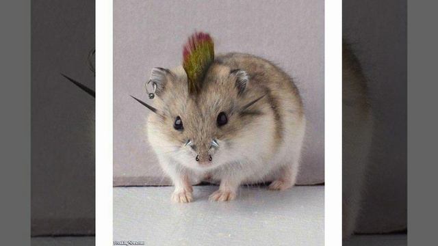 LE SSERAFIM - antifragile (acoustic ukulele cover) смотреть онлайн