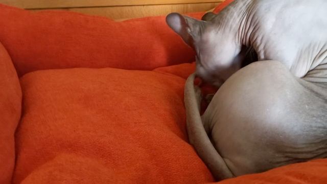 Котёнок КАНАДСКИЙ сфинкс / 22 день - пытается ходить/ смотреть онлайн