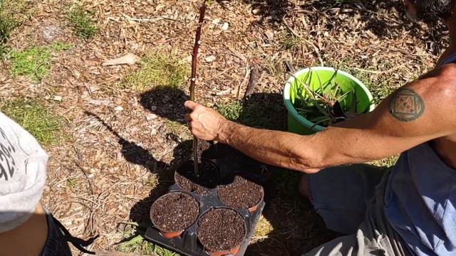 Money may not grow on trees, but salad does! смотреть онлайн