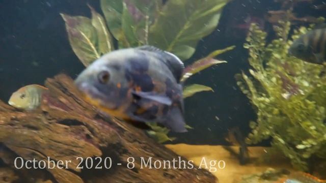 Oscar Cichlid | Growth Rate & Evolution смотреть онлайн