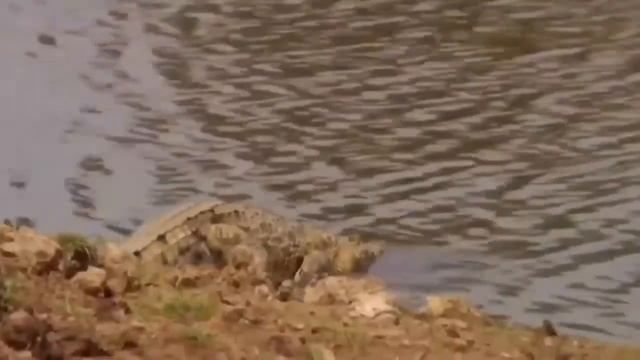 Печально известные павианы нападают на львов, антилоп, крокодилов, львиных бабуинов смотреть онлайн