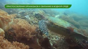 Среды обитания и приспособления организмов. Водная среда обитания