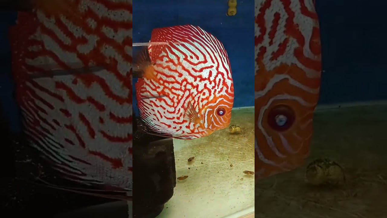 Продам пару кабасиков красавцев #discus #aquarium #аквариум #аквариумныерыбки #shorts #short смотреть онлайн
