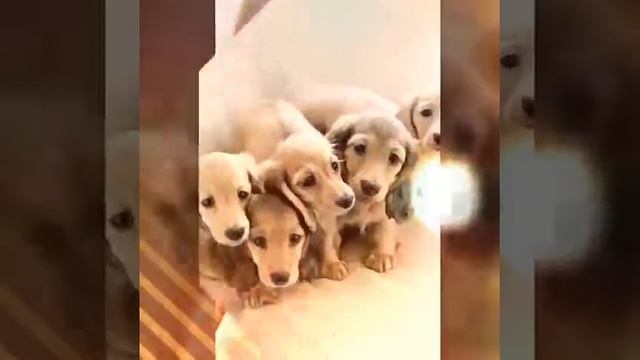 Няшки. Животные. смотреть онлайн