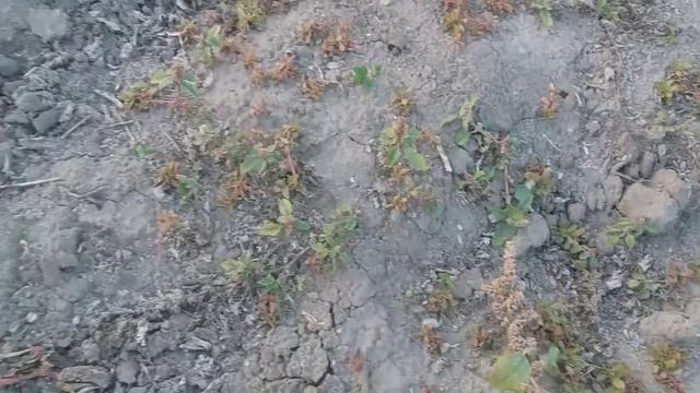 Фрезеровка ділянки 07.10.2018 смотреть онлайн