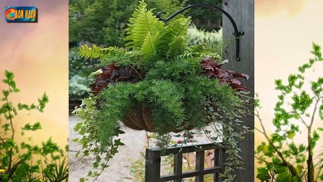 Хоста в саду [ Как красиво разместить хосты на участке ] смотреть онлайн