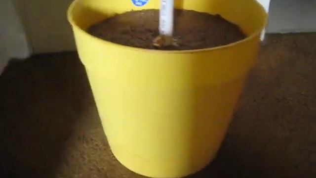 yellow pot смотреть онлайн