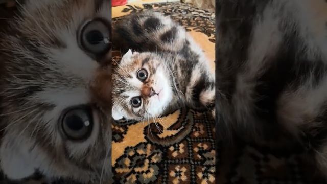 Вислоухий чёрный мрамор на золоте ?мальчик смотреть онлайн