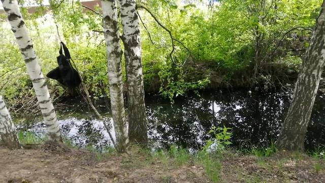 Женя утопил портфель в болоте... смотреть онлайн