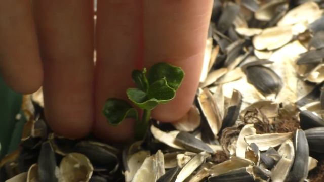 Домашний огород (ч.9.1). Лимон из косточки. 17.04.2015 г. смотреть онлайн