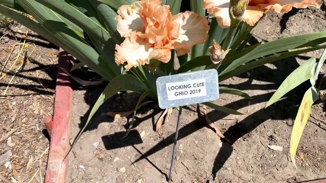 Best Iris Collection I've Seen This Spring! ?