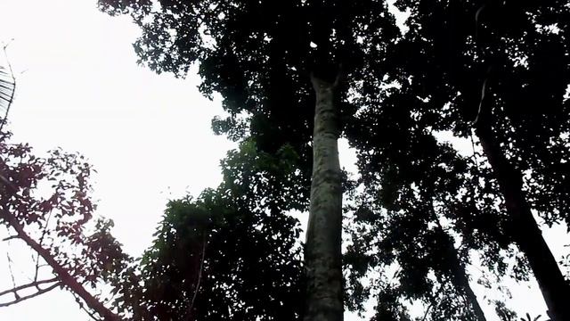 NAPAK TILAS RD ENTOL WIRAHA PENGUASA SUKAKERTA SEBELUM SUKAPURA TASIKMALAYA смотреть онлайн