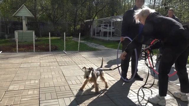 ДТ - 346. Усатые и бородатые прыгуны: терьеры и шнауцер. смотреть онлайн