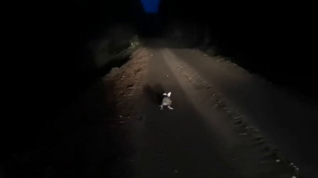 Заяц при свете фар. смотреть онлайн