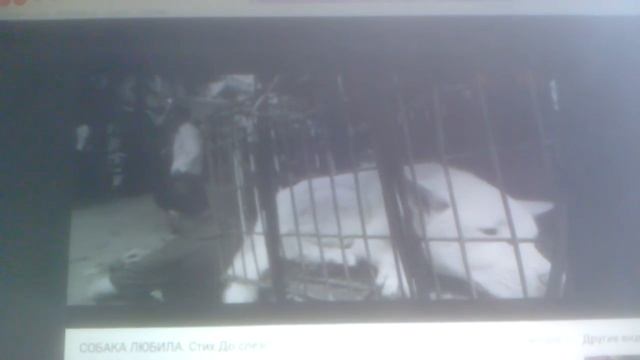 СОБАКА ЛЮБИЛА.Стих.До слез...(( смотреть онлайн