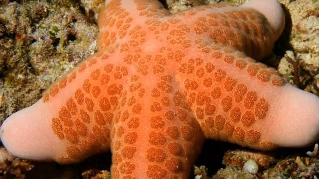 Морские звезды смотреть онлайн