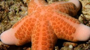 Морские звезды