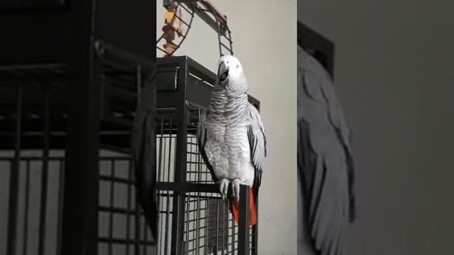 Антошка- пойдешка...трали вали ...спи... смотреть онлайн