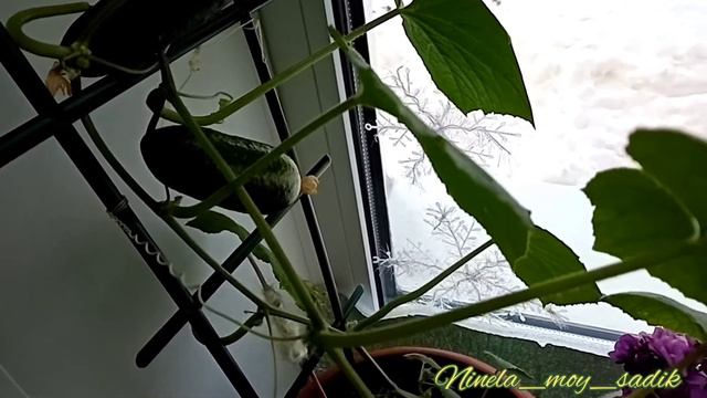 Огурцы поспели, дальнейшая агротехника. смотреть онлайн